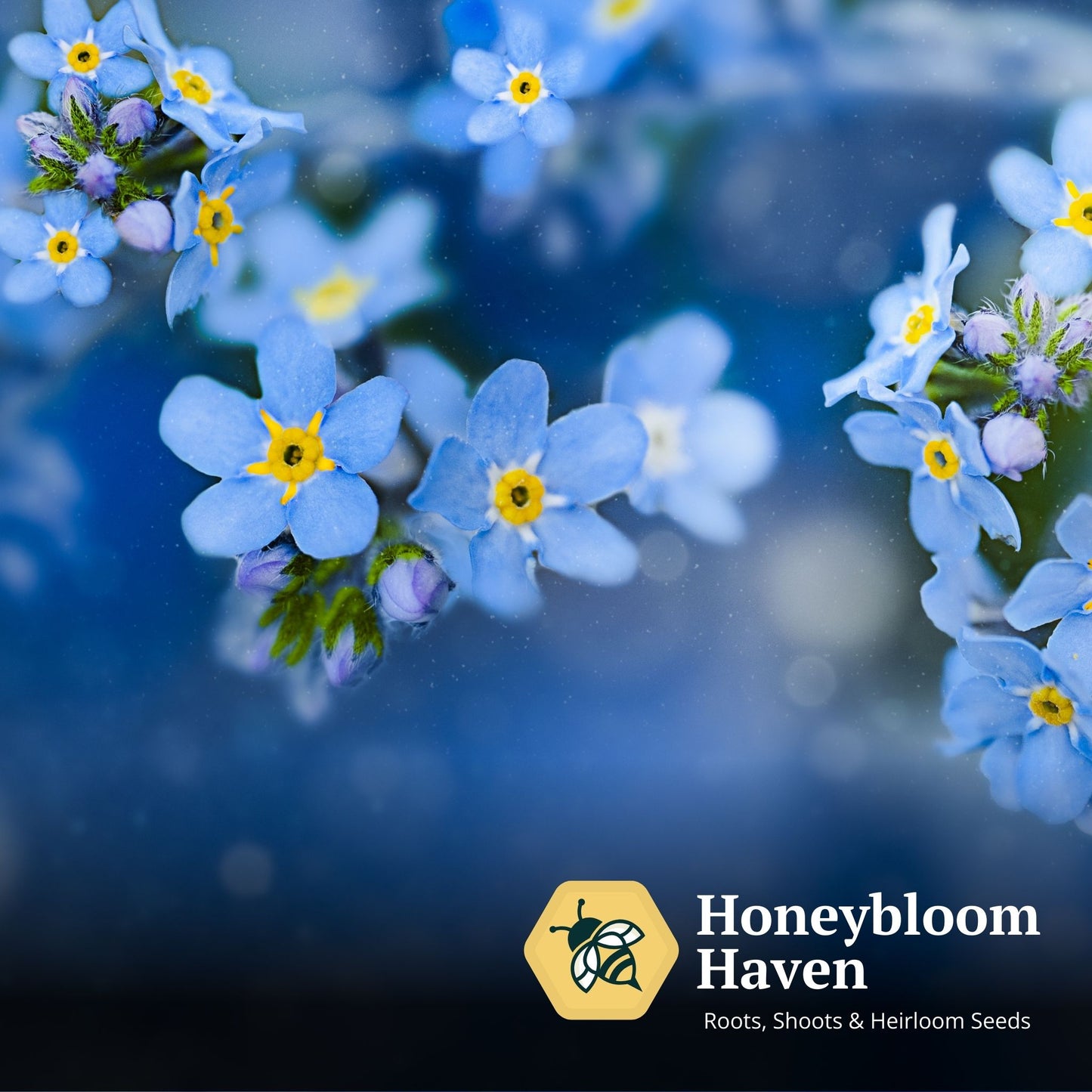 Forget-me-Not, Victoria Blue