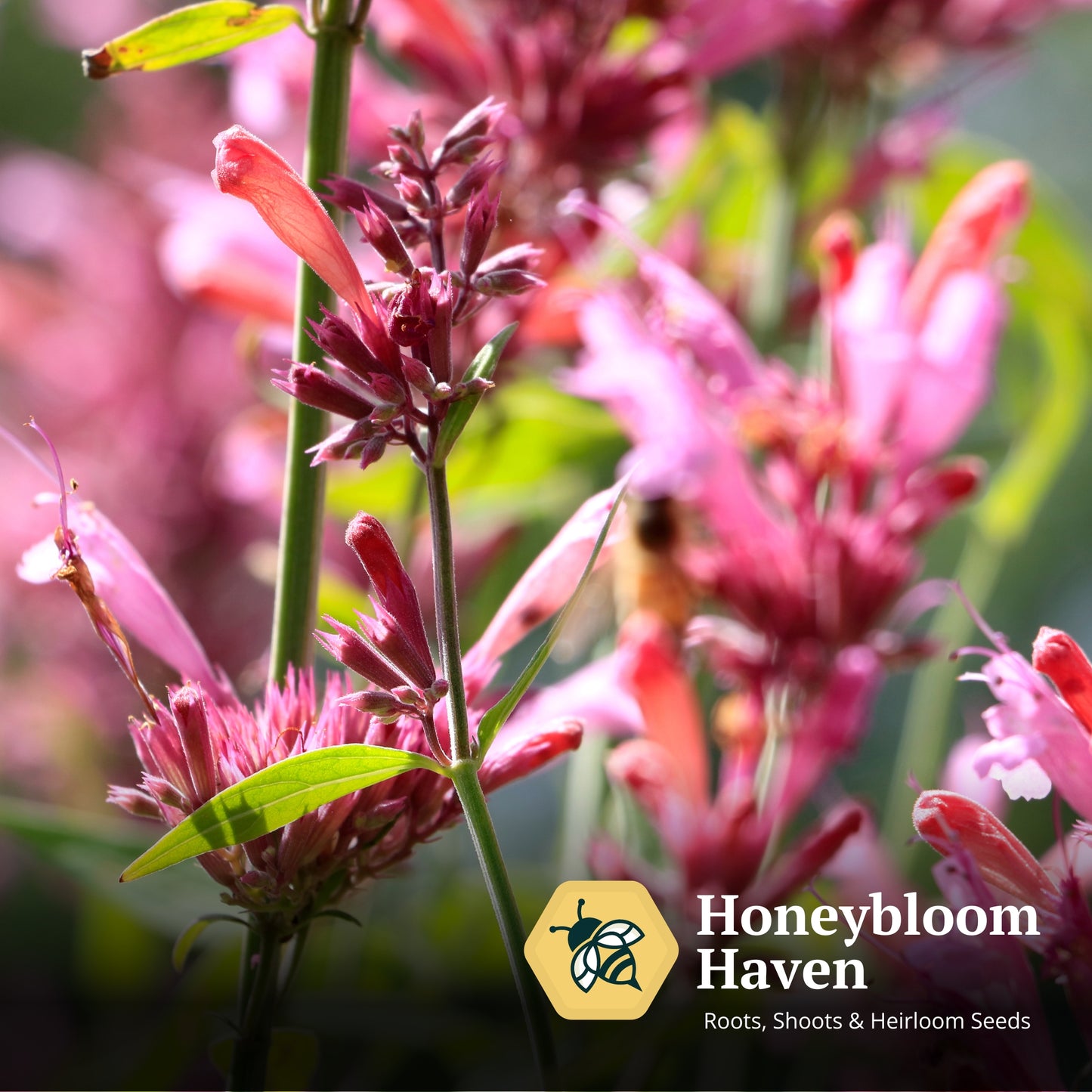 Agastache, Raspberry Daiquiri