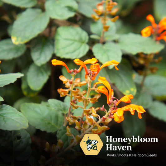 Agastache, Apache Sunset