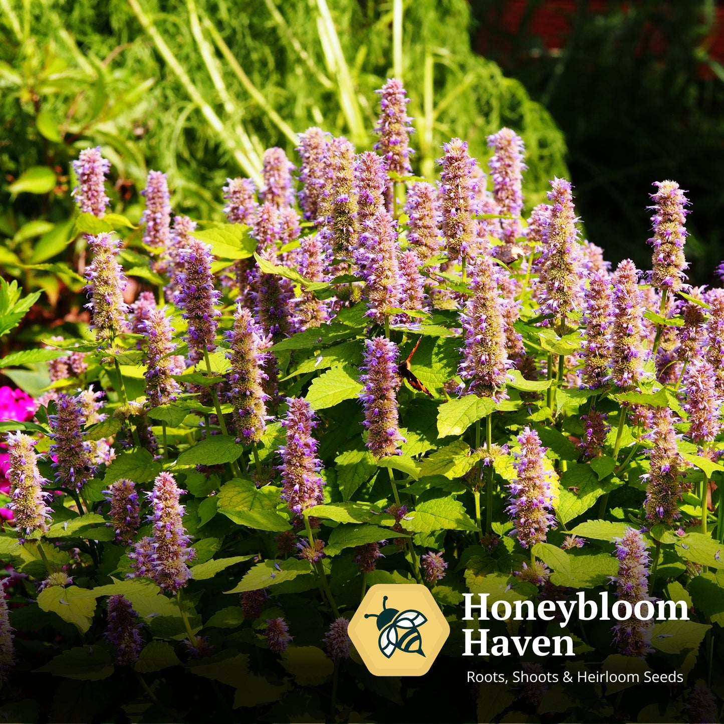 Agastache, Fragrant Delight Mix