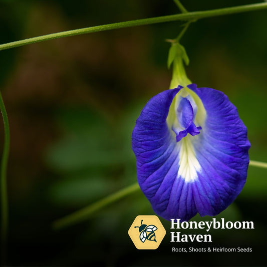 Butterfly Pea, Blue