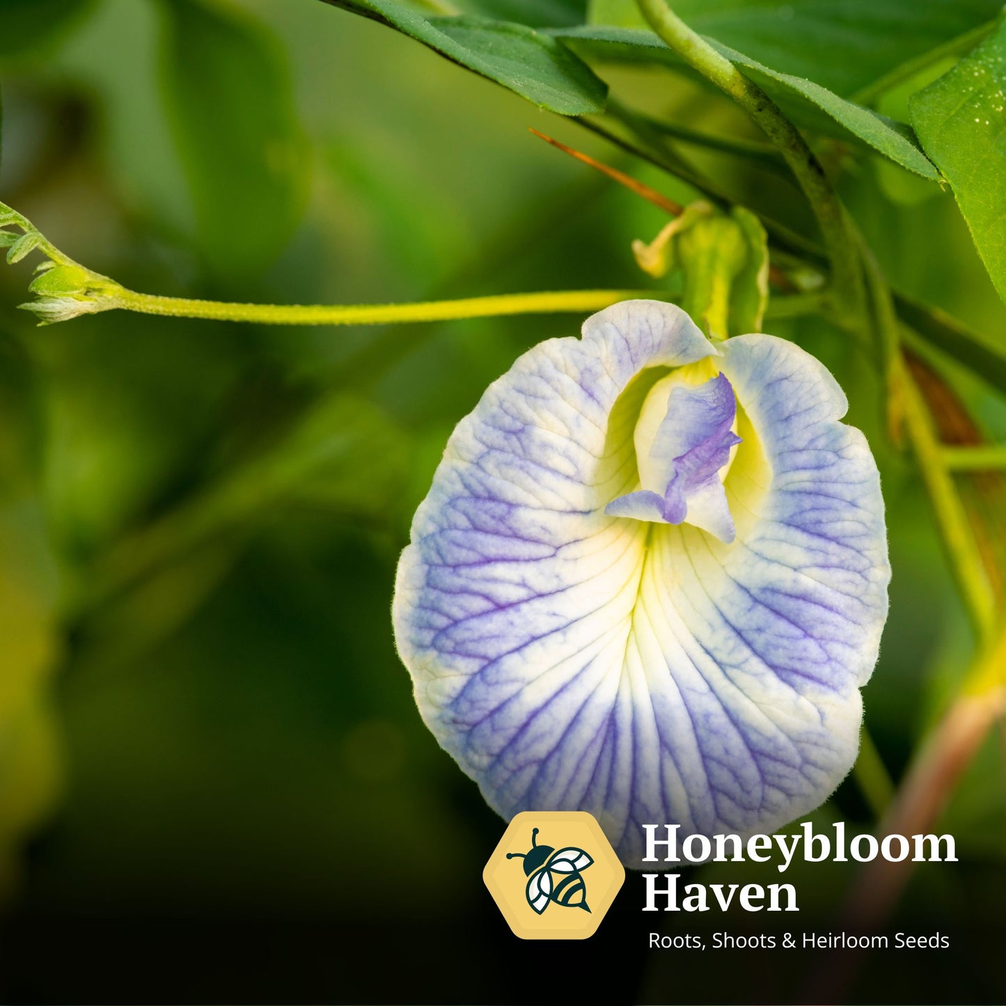 Butterfly Pea, Blue White