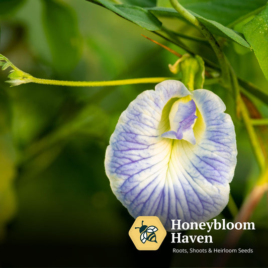 Butterfly Pea, Blue White