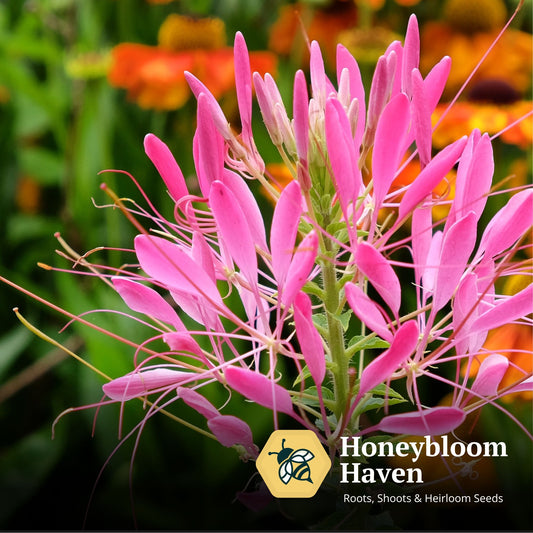 Cleome, Cherry Queen