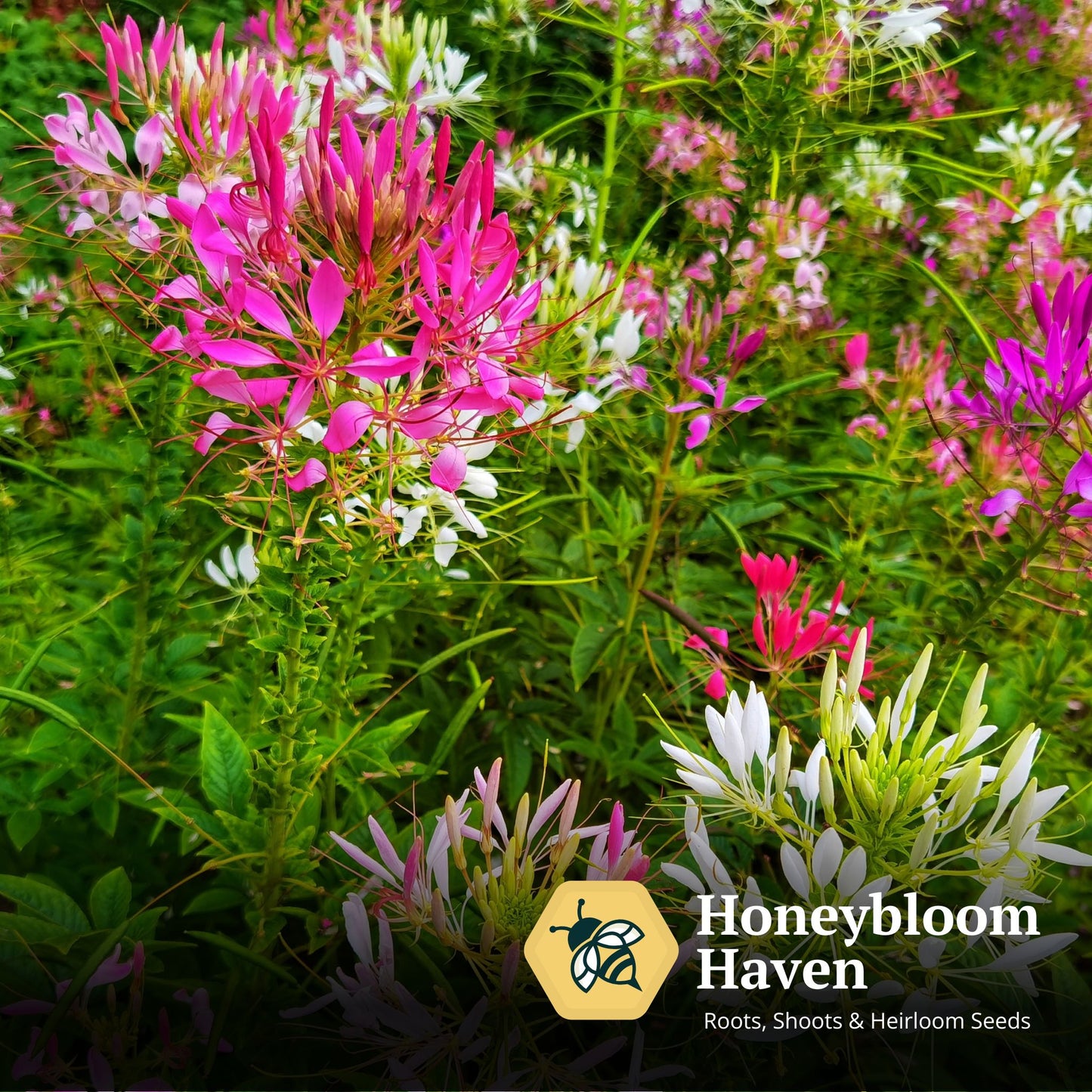 Cleome, Color Fountain