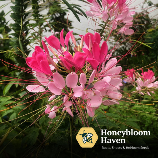 Cleome, Rose Queen