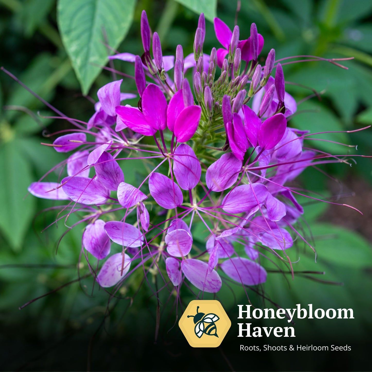 Cleome, Violet Queen