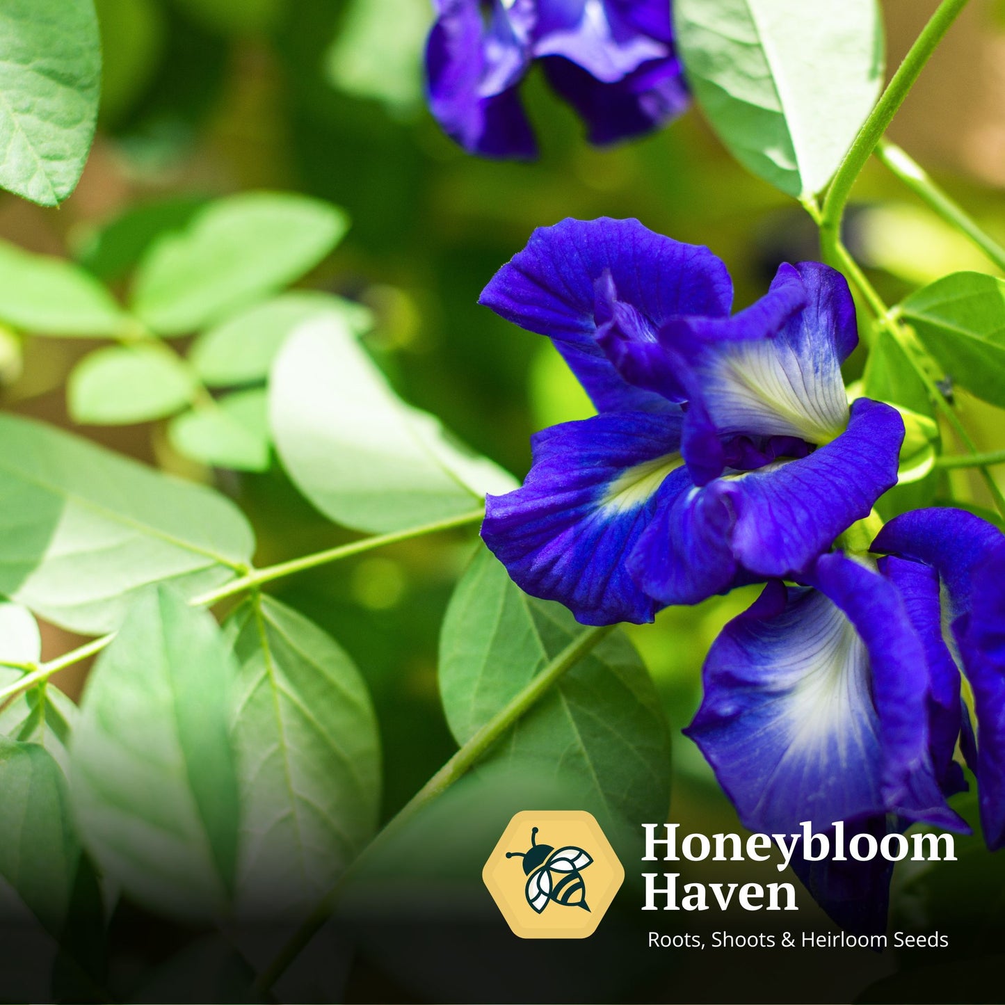 Butterfly Pea, Double Blue