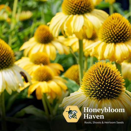 Echinacea, Mellow Yellow