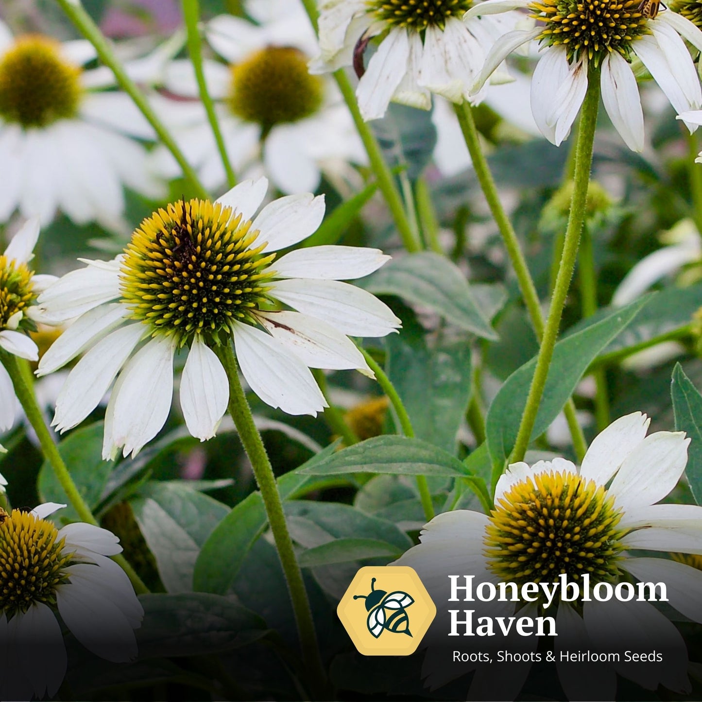 Echinacea, White Swan