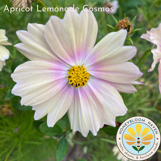 Cosmos, Apricot Lemonade