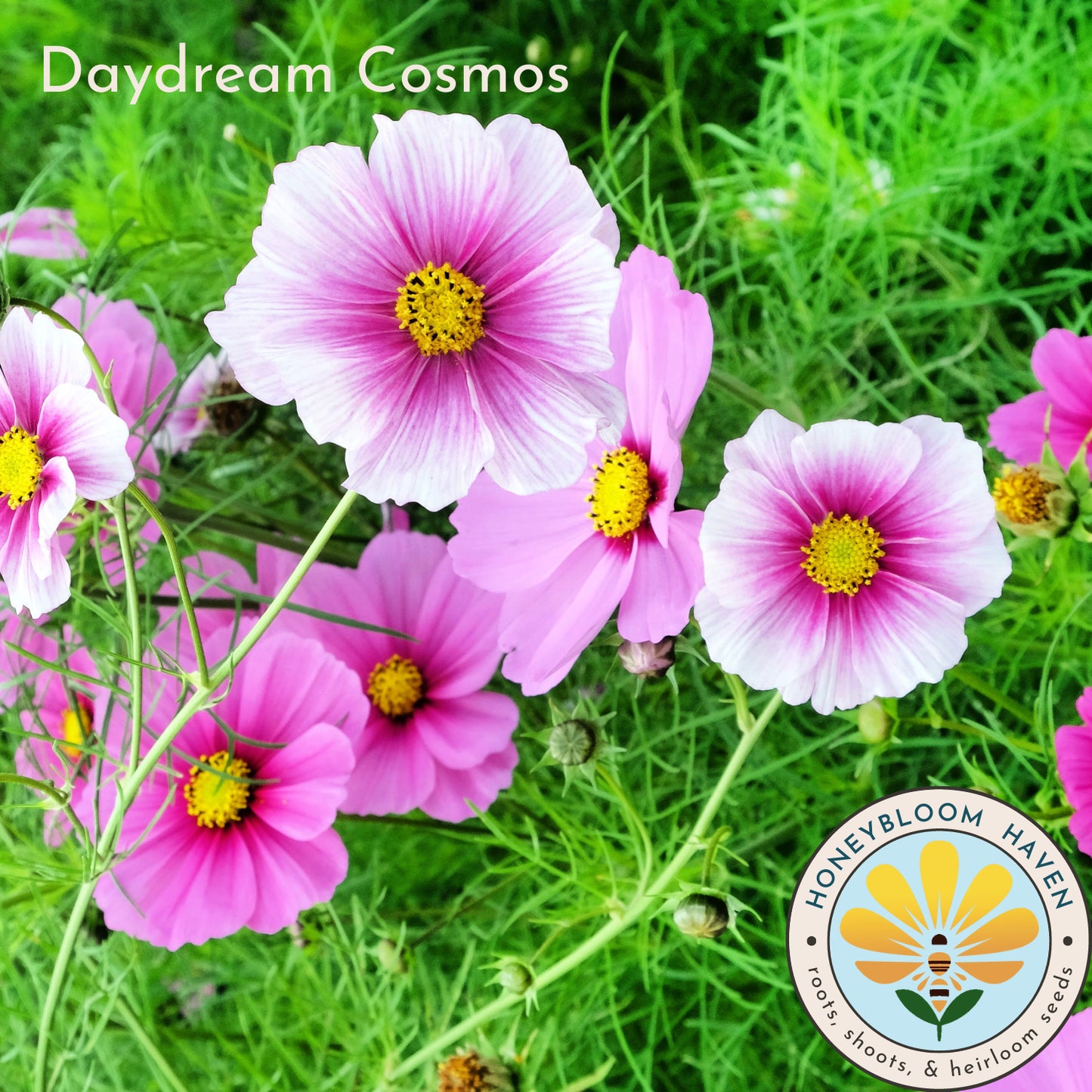 Cosmos, Daydream