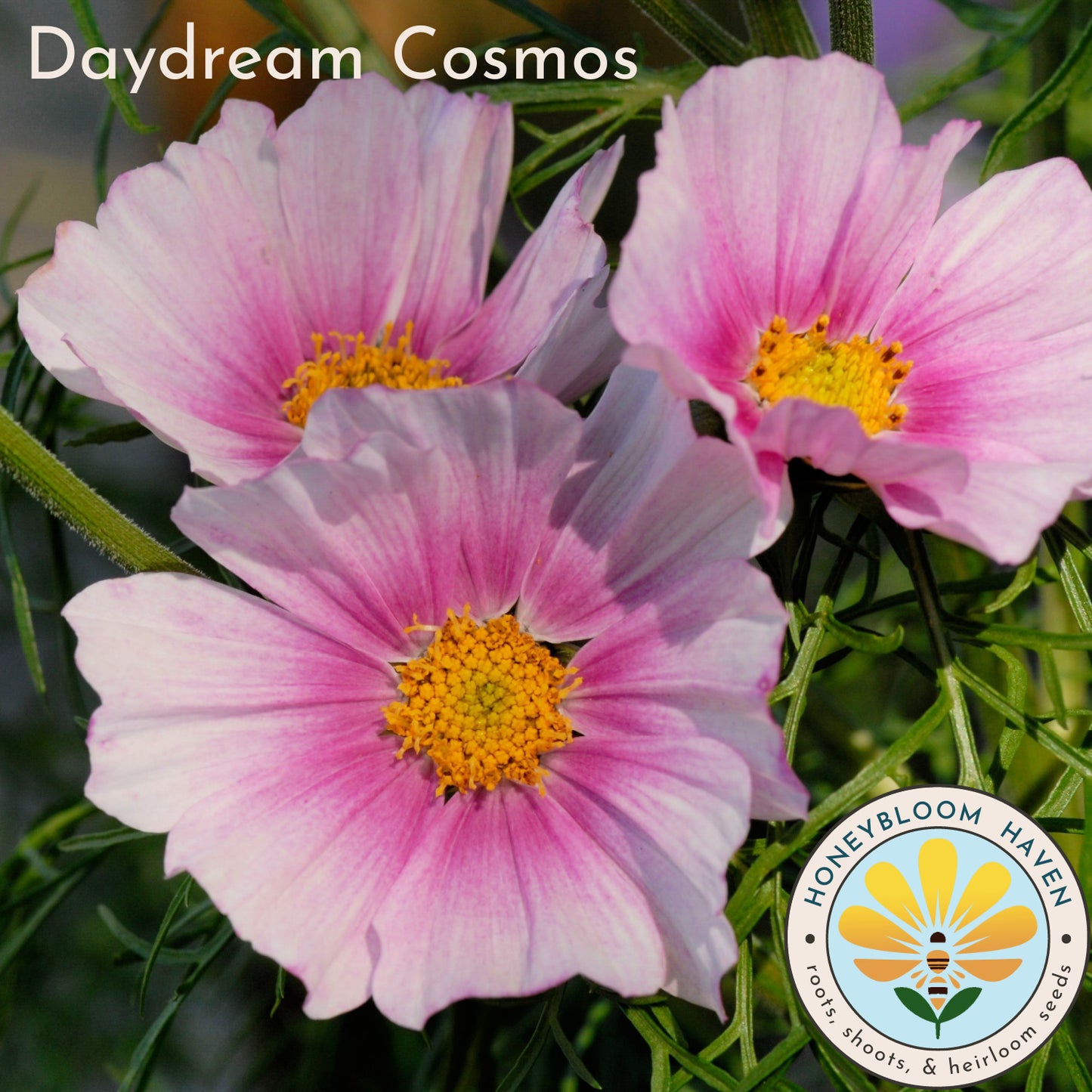 Cosmos, Daydream