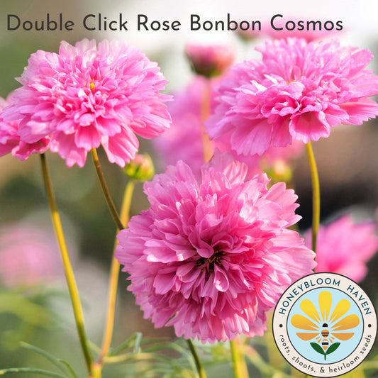 Cosmos, Double Click Rose Bonbon