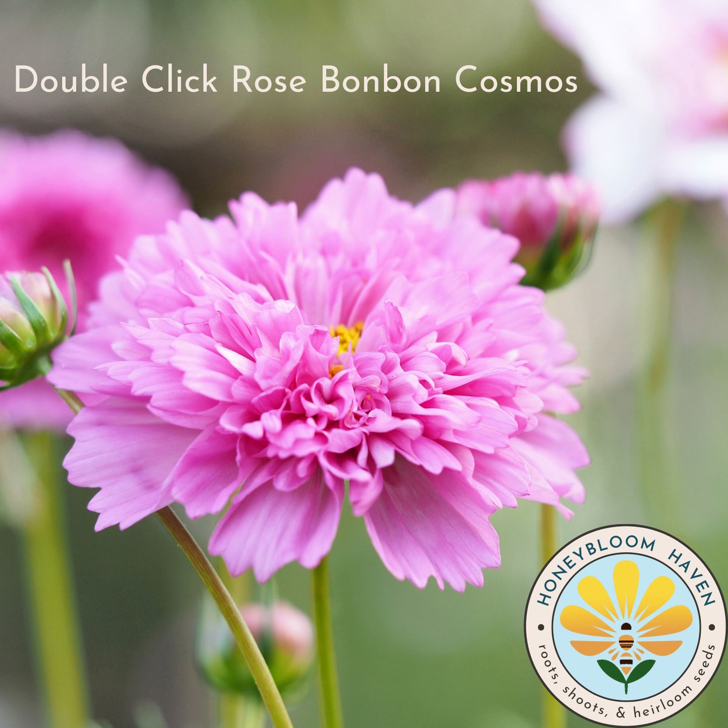 Cosmos, Double Click Rose Bonbon