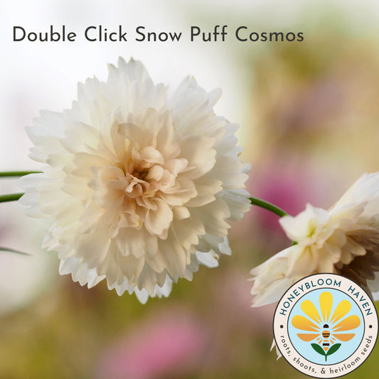 Cosmos, Double Click Snow Puff