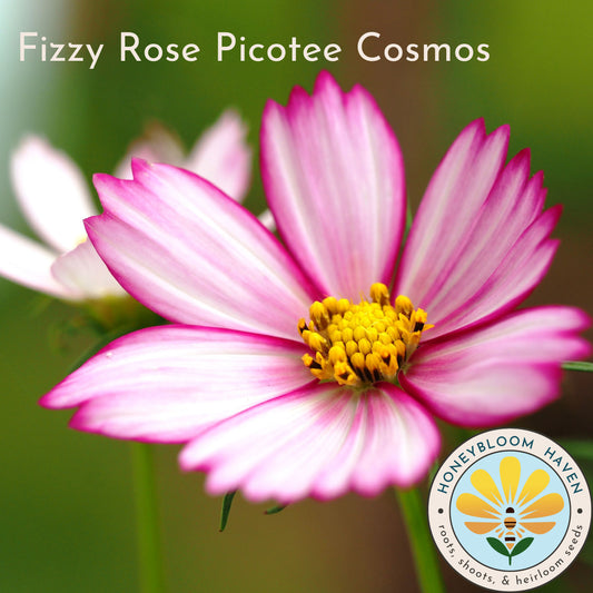 Cosmos, Fizzy Rose Picotee