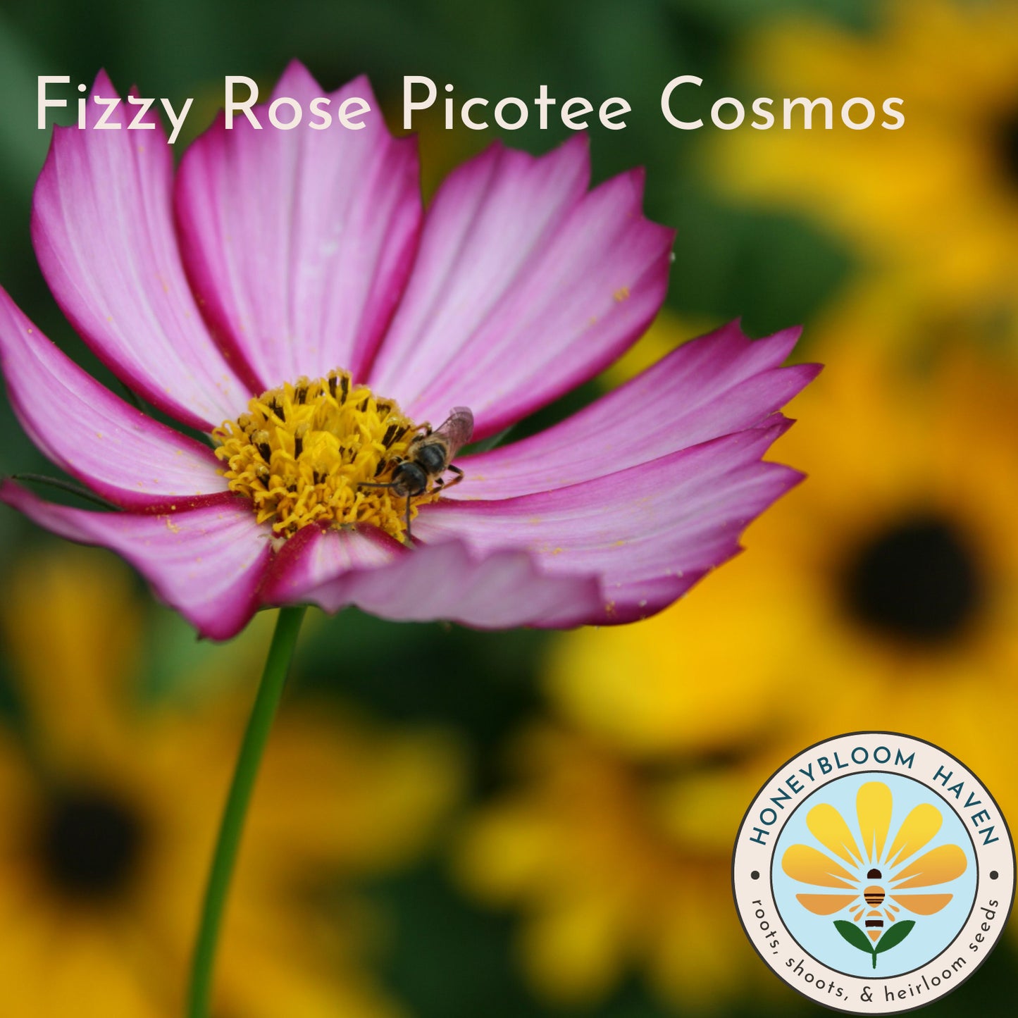 Cosmos, Fizzy Rose Picotee