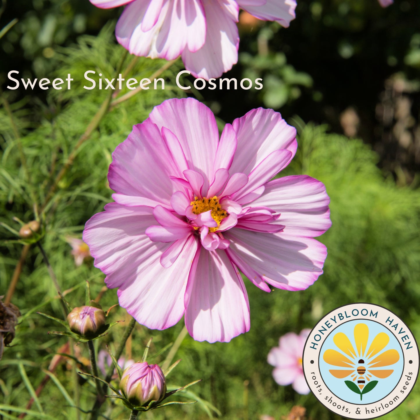 Cosmos, Sweet Sixteen