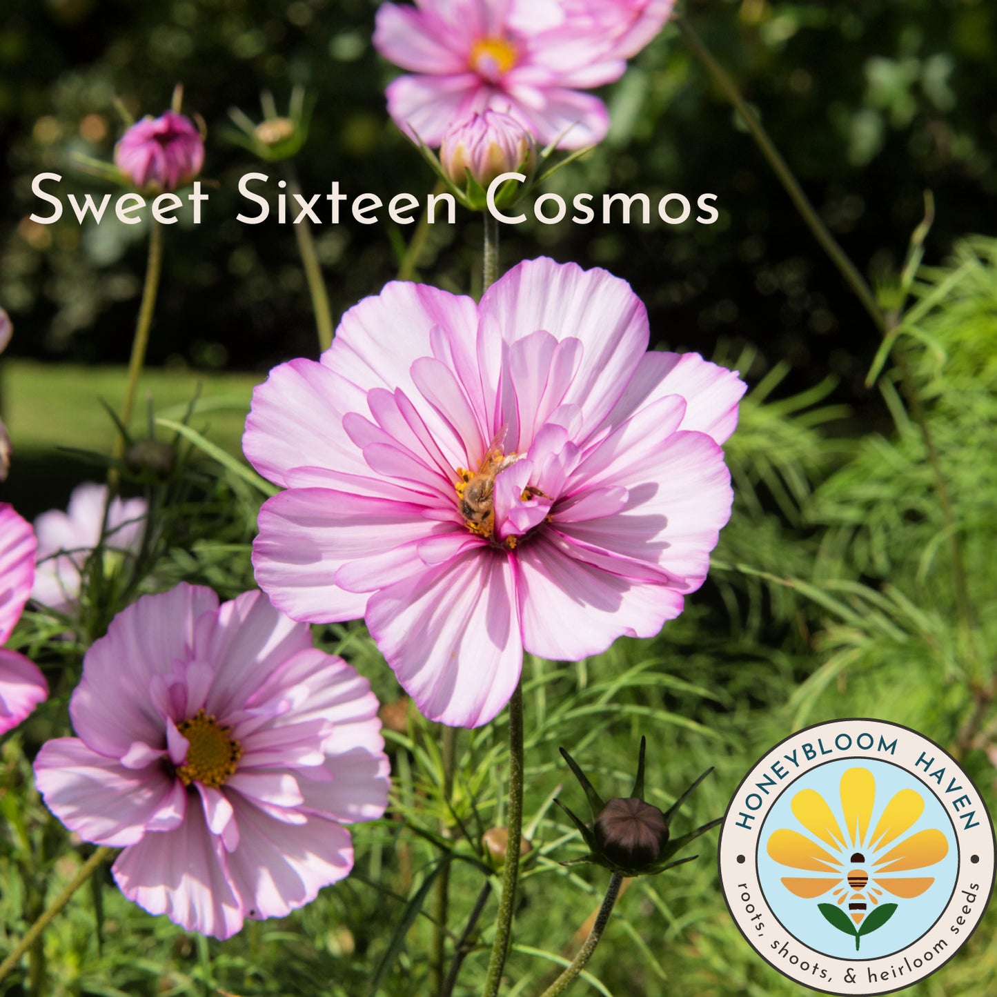 Cosmos, Sweet Sixteen