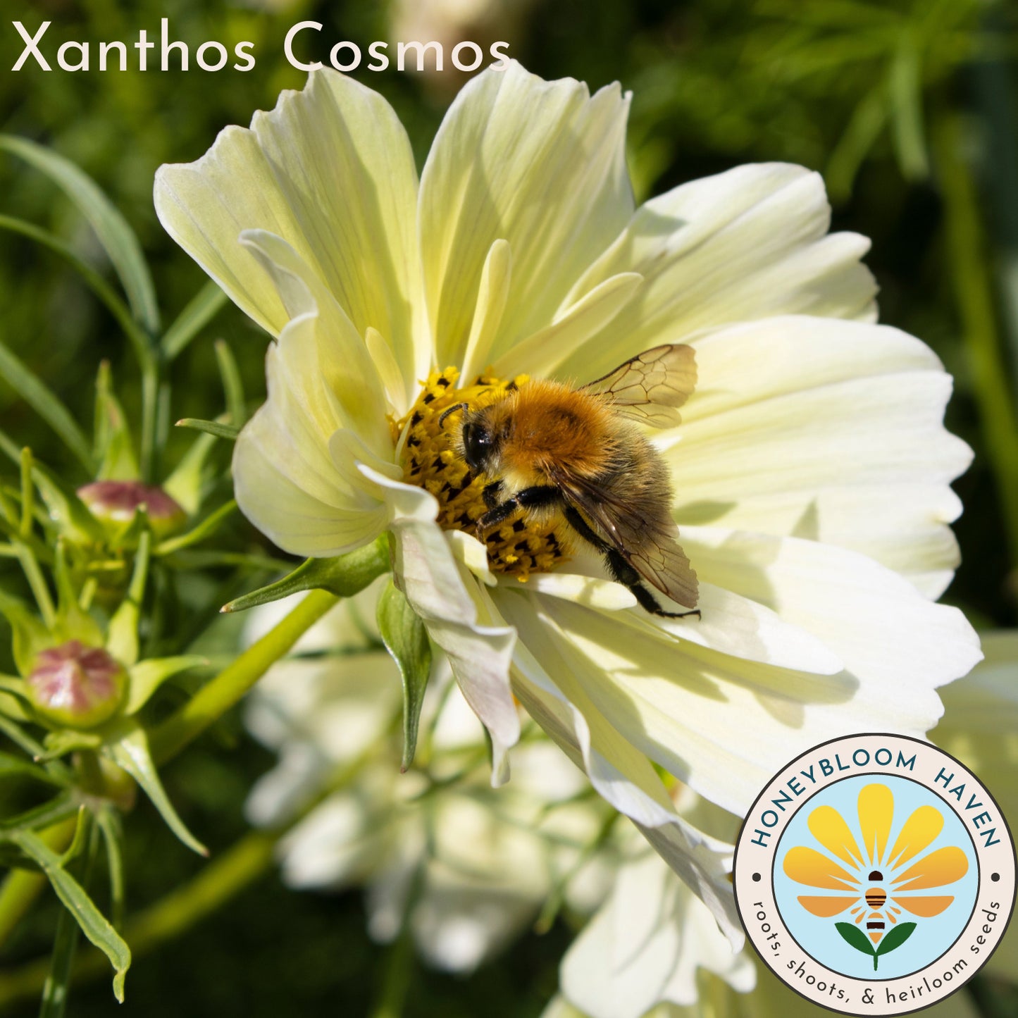 Cosmos, Xanthos