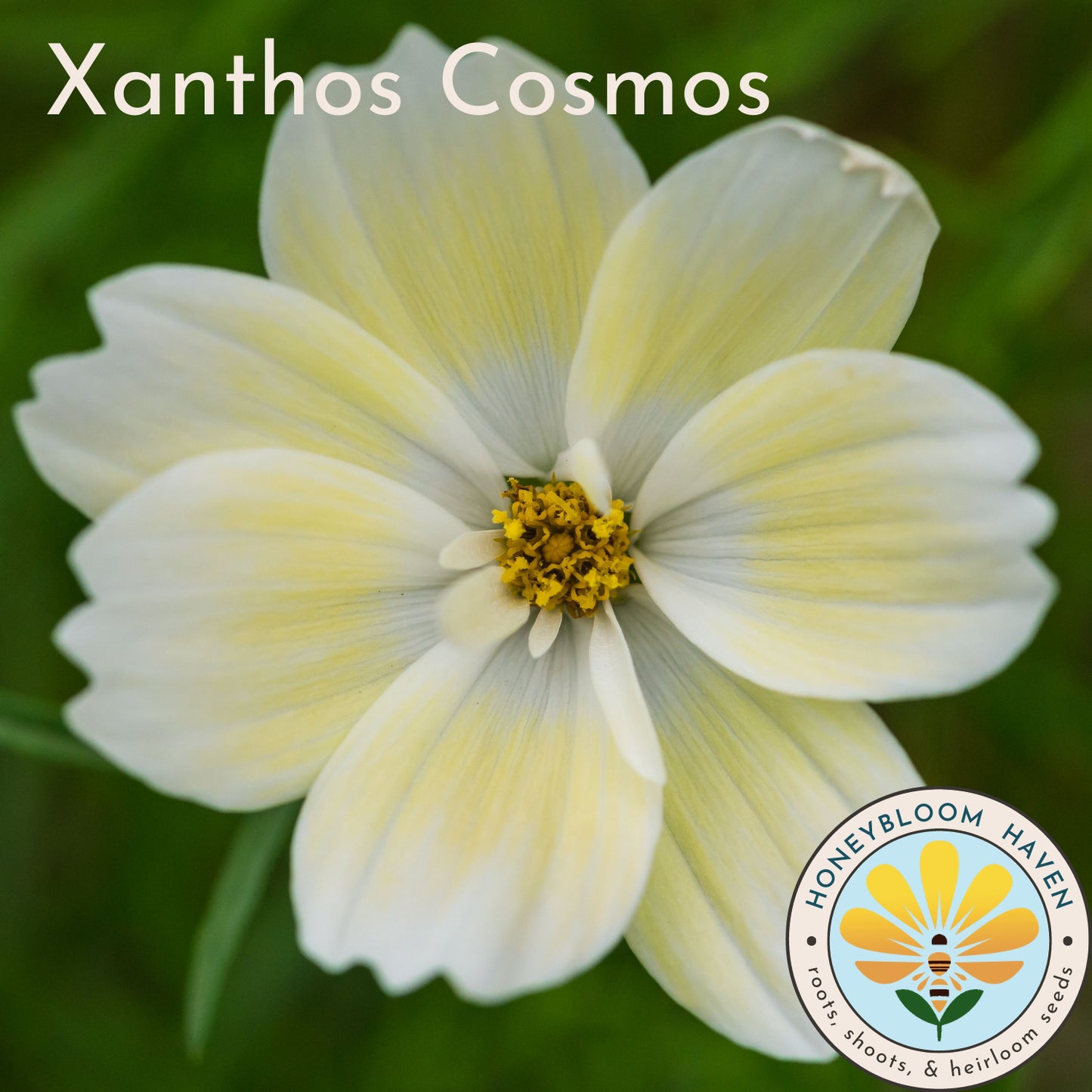 Cosmos, Xanthos