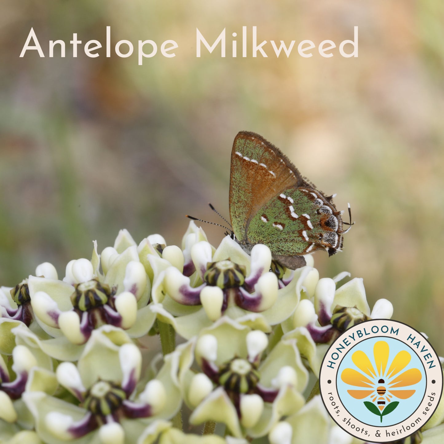 Milkweed, Antelope Horns