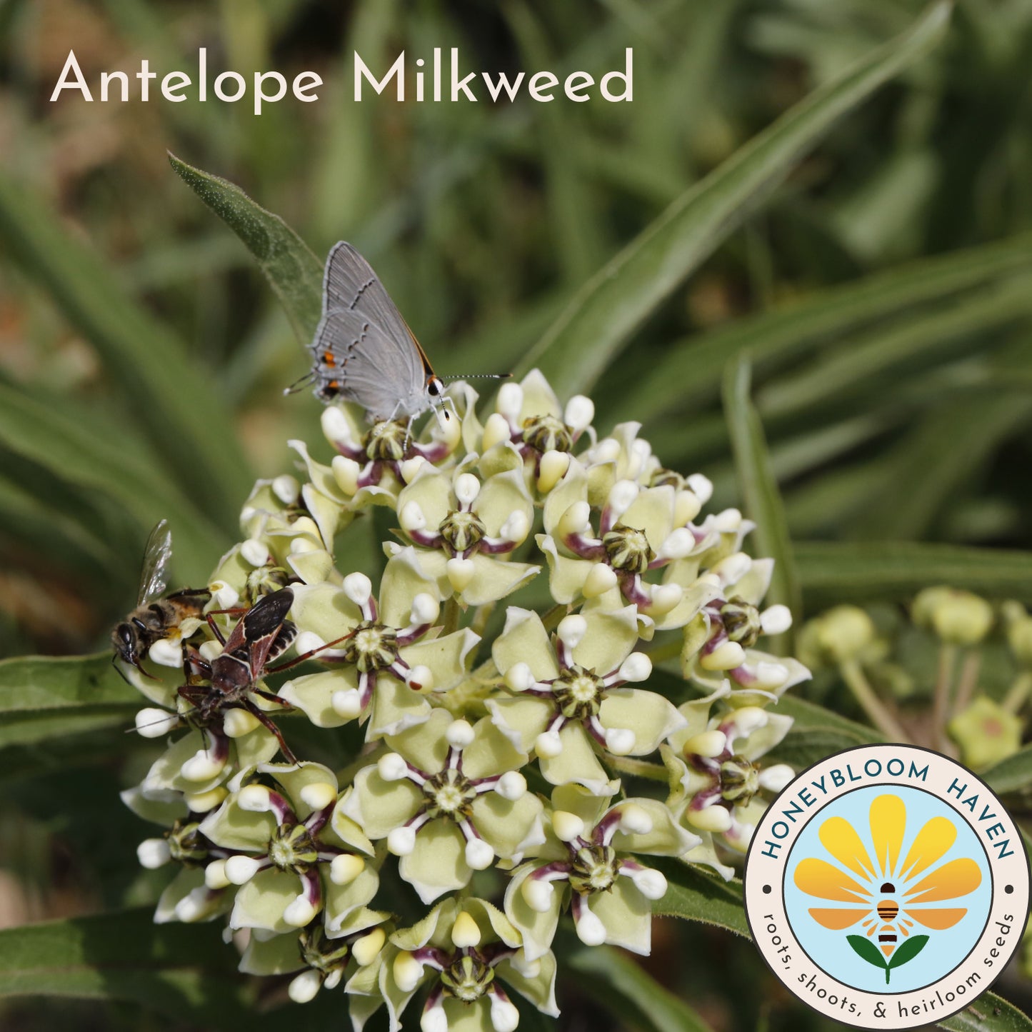 Milkweed, Antelope Horns