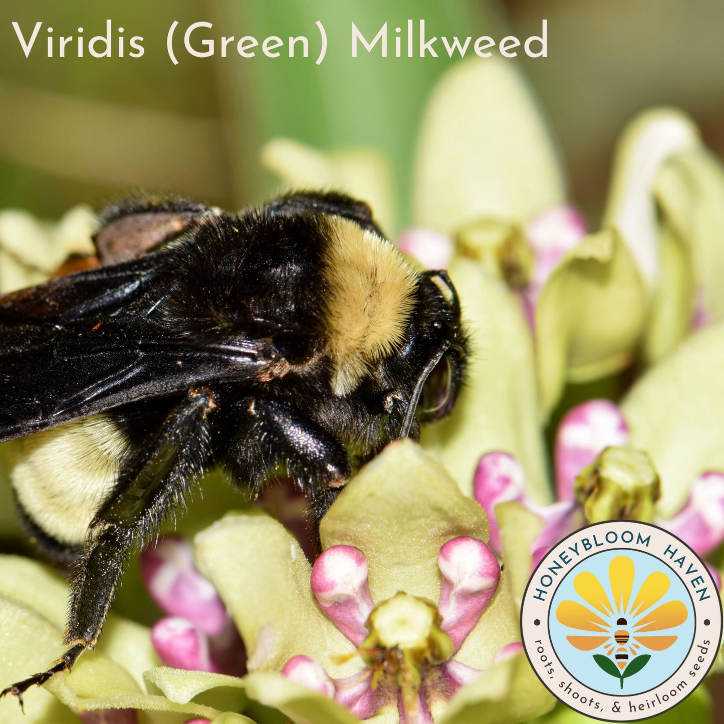 Milkweed, Green