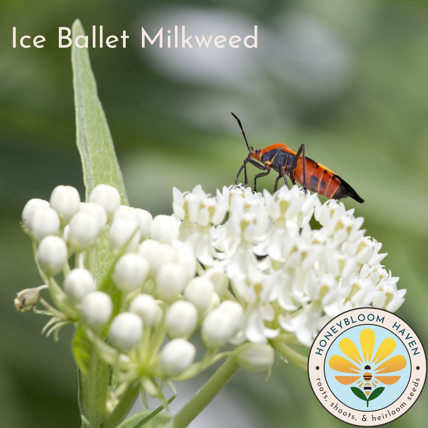 Milkweed, Ice Ballet