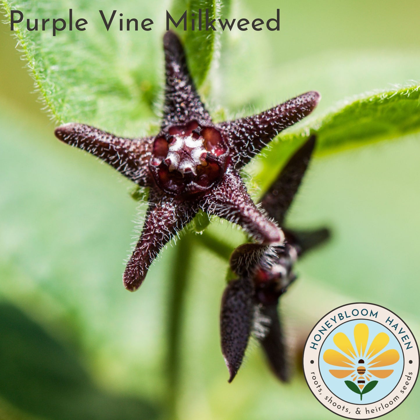 Milkweed, Purple Vine