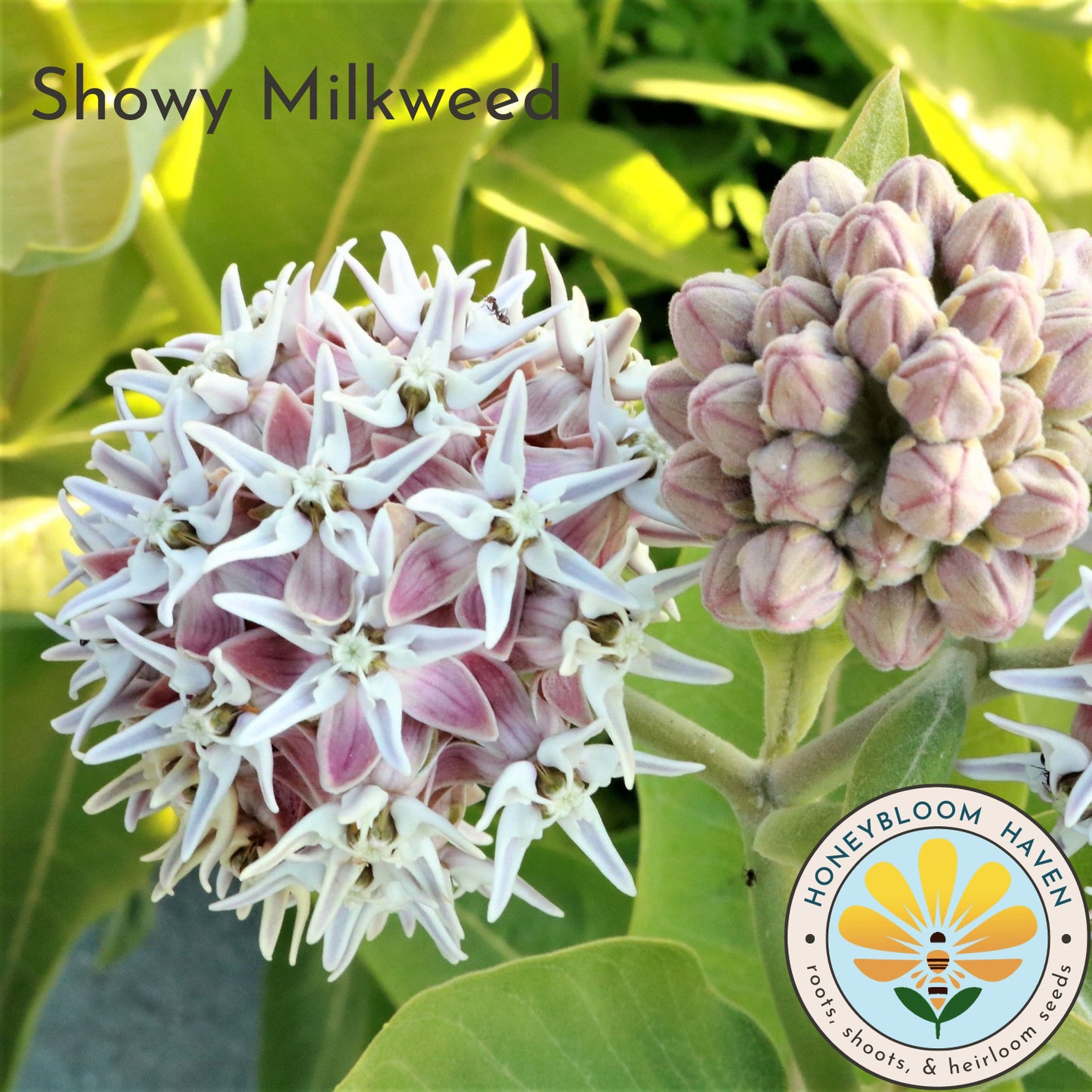 Milkweed, Showy