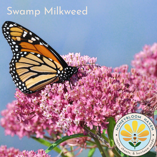 Milkweed, Swamp Rose