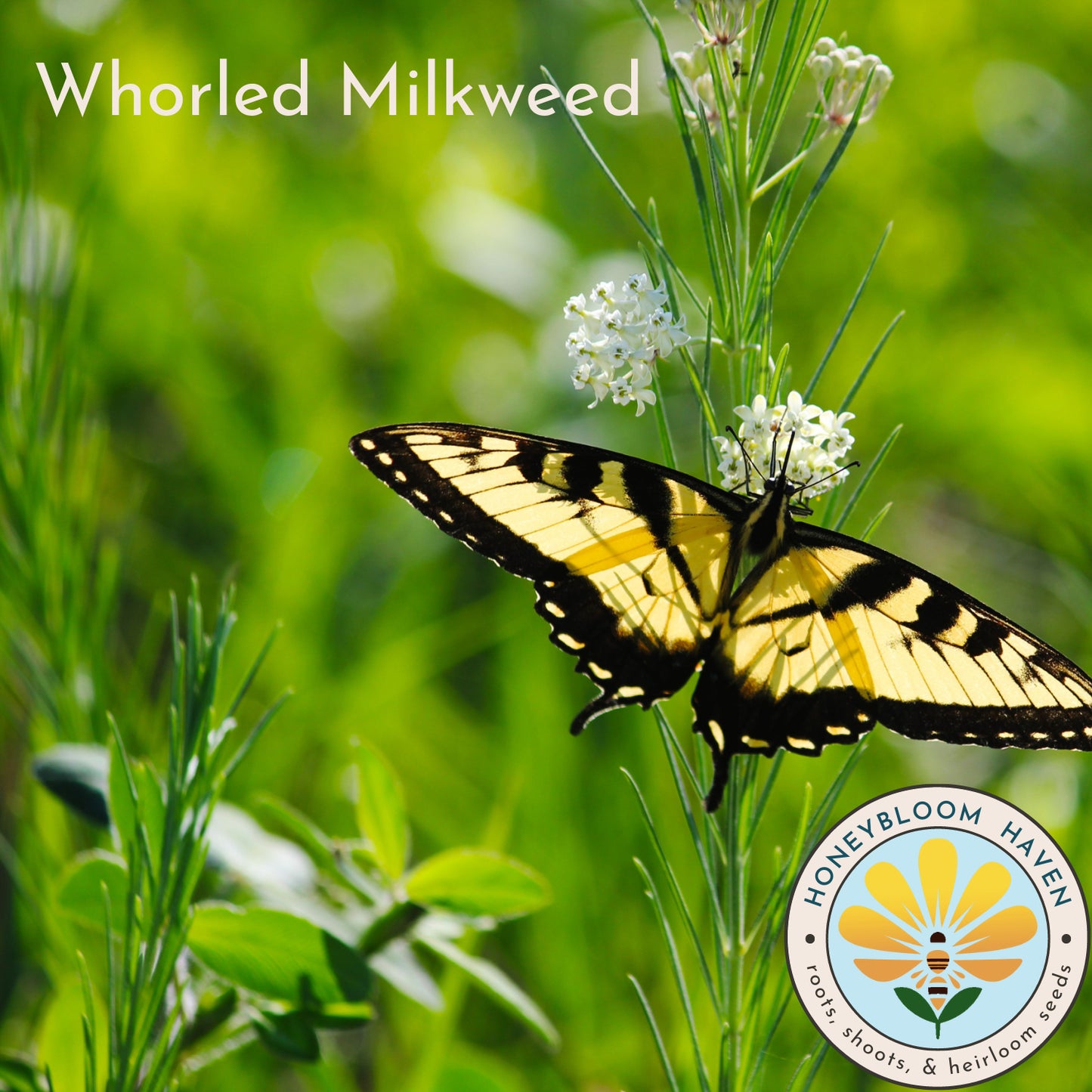 Milkweed, Whorled