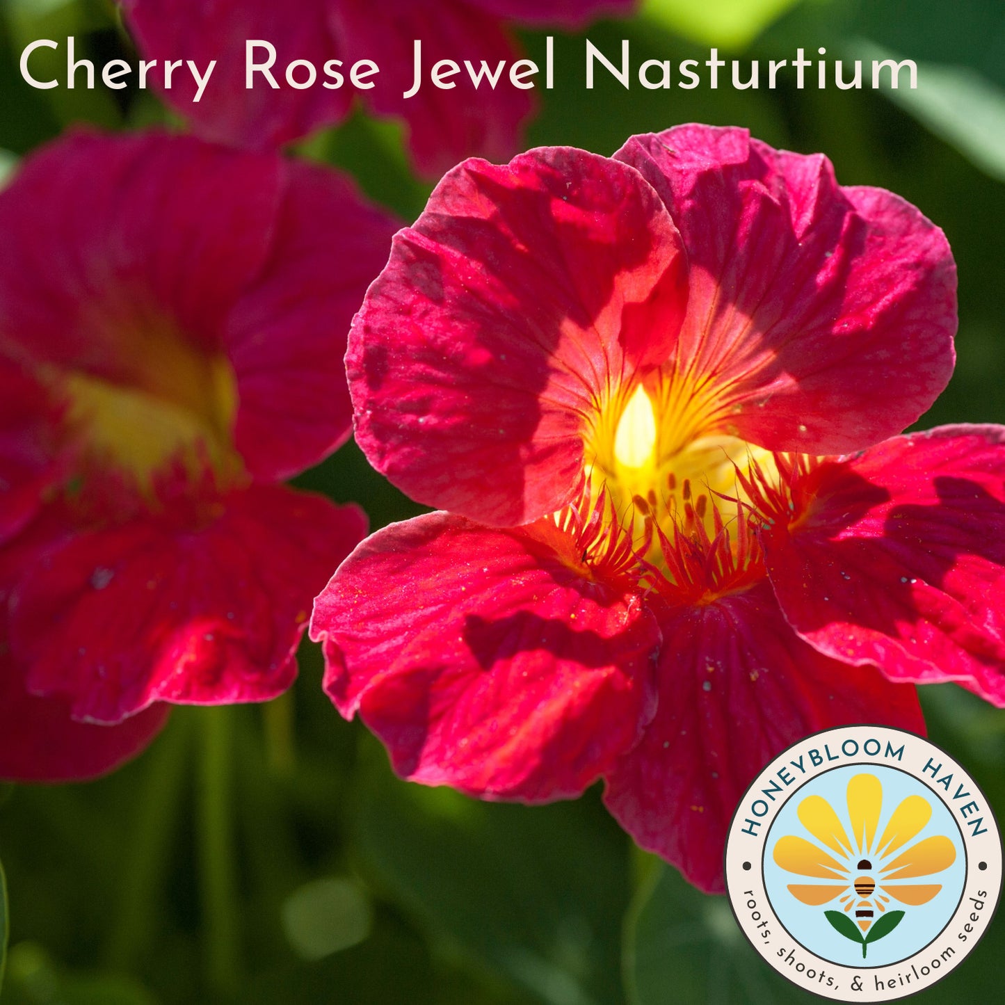 Nasturtium, Cherry Rose Jewel