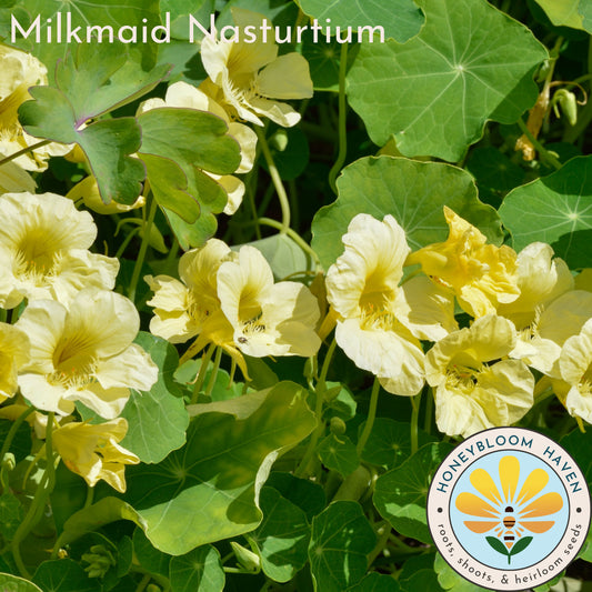 Nasturtium, Milkmaid