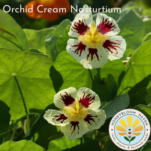 Nasturtium, Orchid Cream