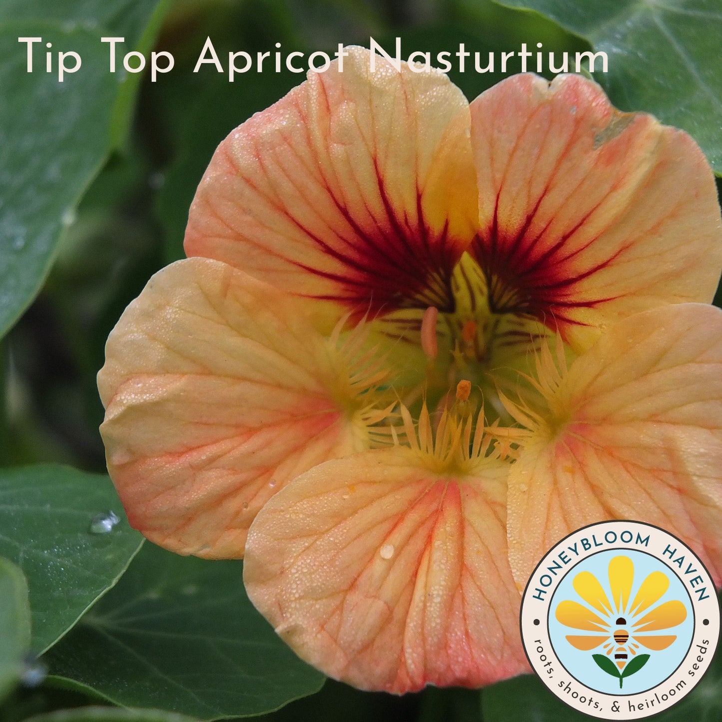 Nasturtium, Tip Top Apricot