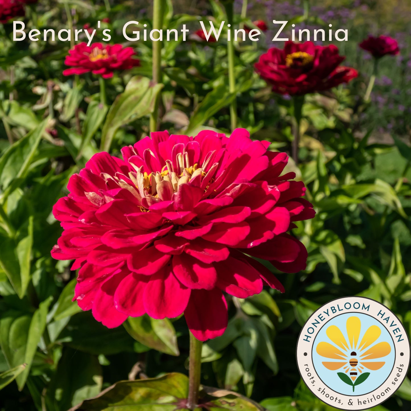 Zinnia, Benary's Giant Wine