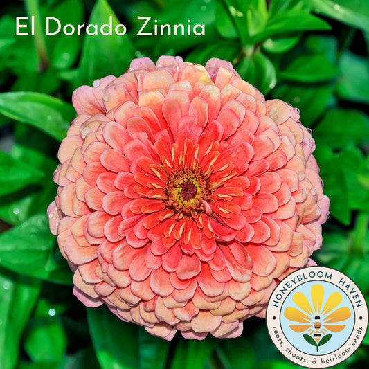 Zinnia, El Dorado