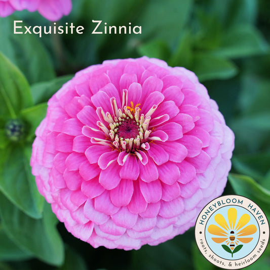 Zinnia, Exquisite