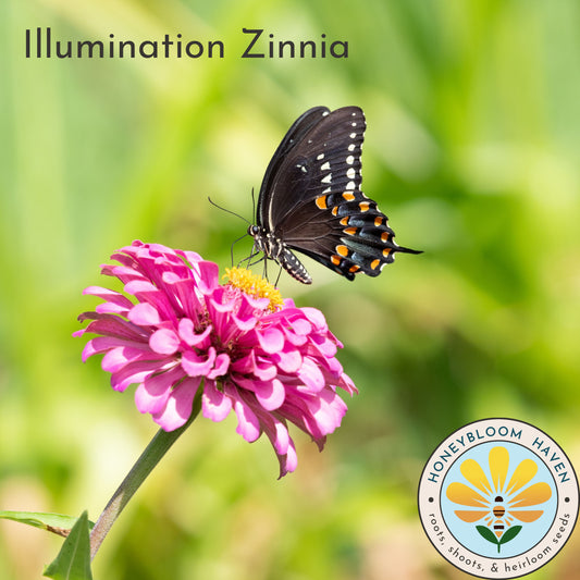 Zinnia, Illumination