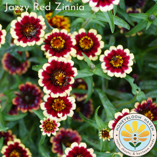 Zinnia, Jazzy Red