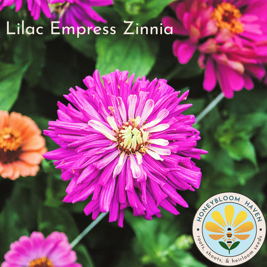 Zinnia, Lilac Empress