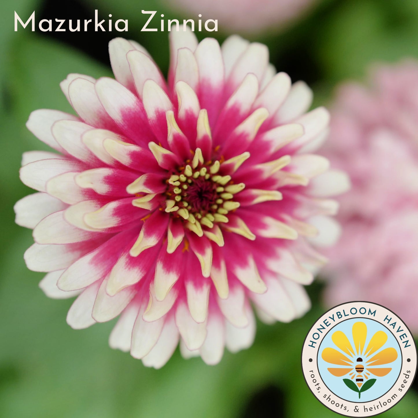 Zinnia, Mazurkia