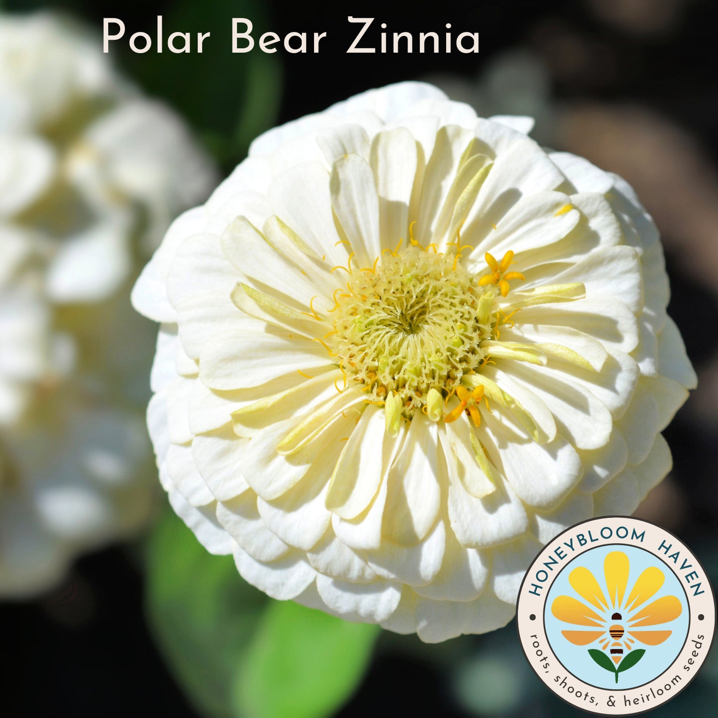 Zinnia, Polar Bear